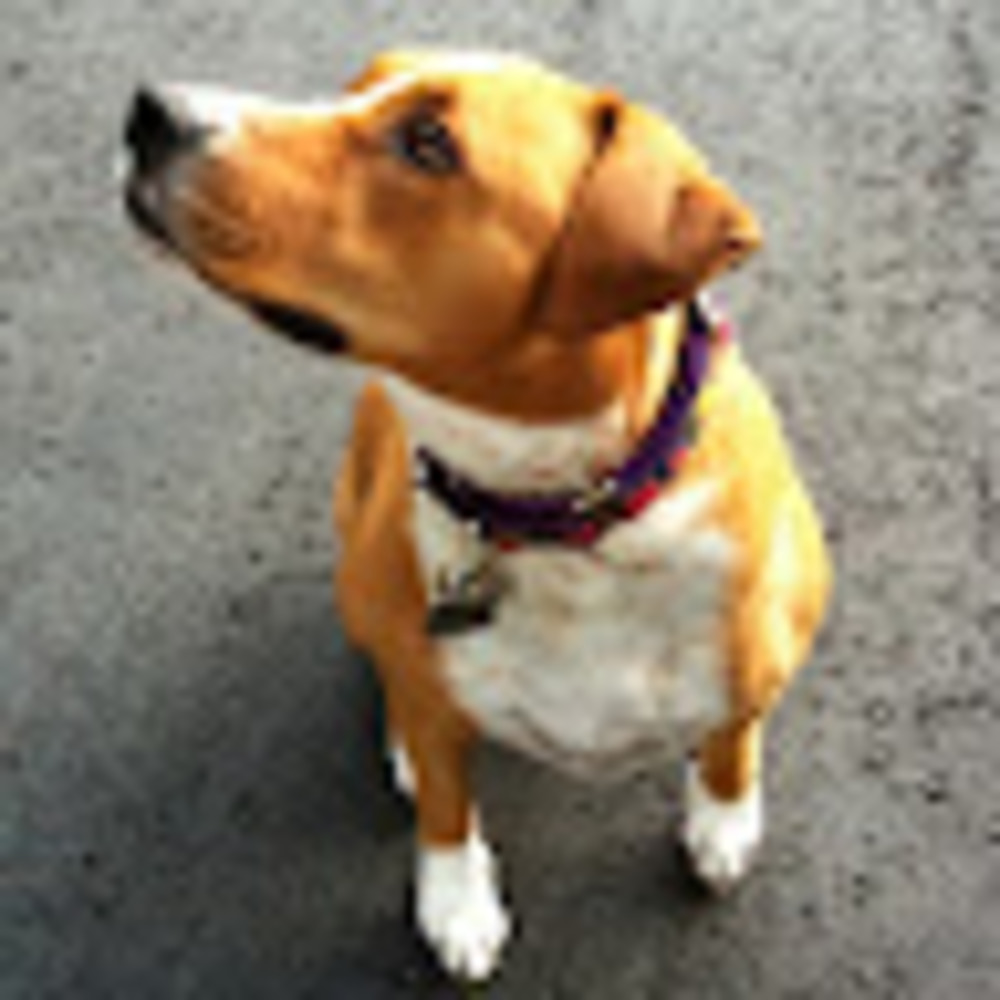 Meet your Posher, Rose